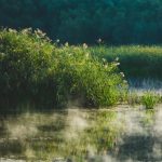 “Lower Dniester” National Park